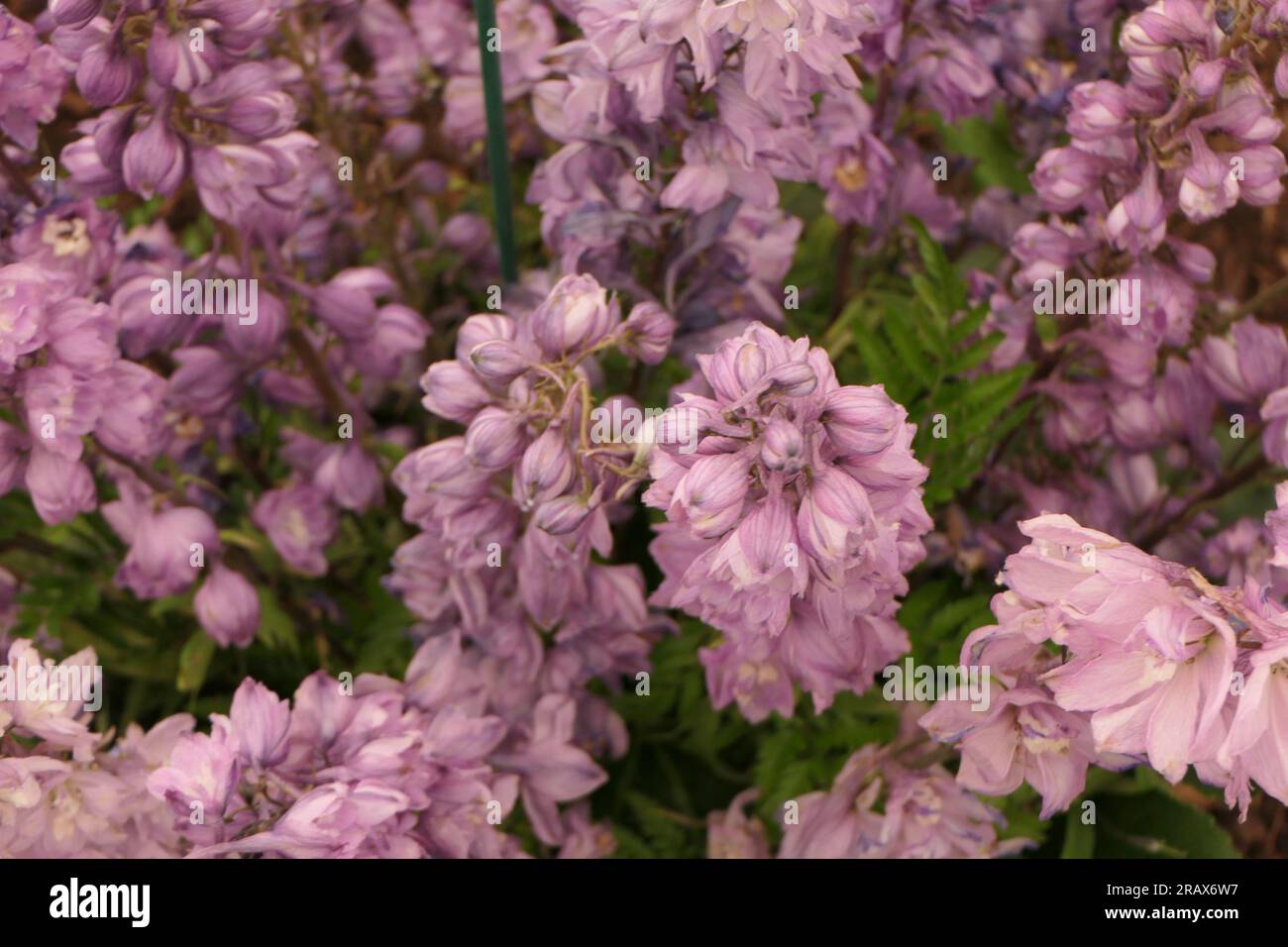 BBC Gardens Birmingham UK 2023, Stockfoto