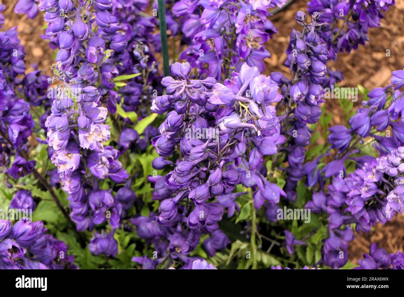 BBC Gardens Birmingham UK 2023, Stockfoto