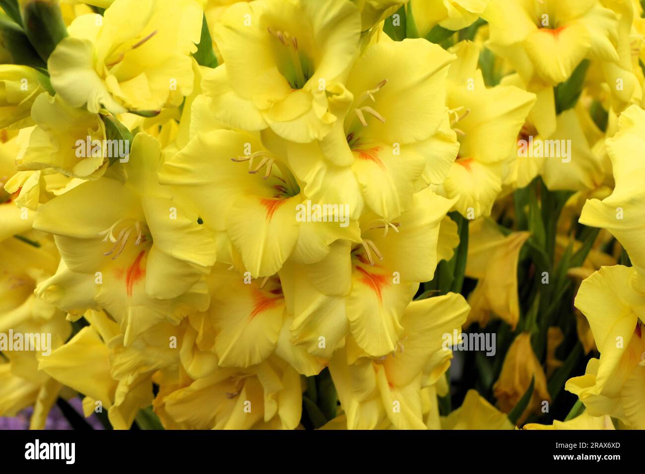 BBC Gardens Birmingham UK 2023, Stockfoto