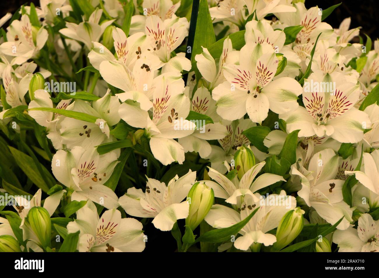 BBC Gardens Birmingham UK 2023, Stockfoto