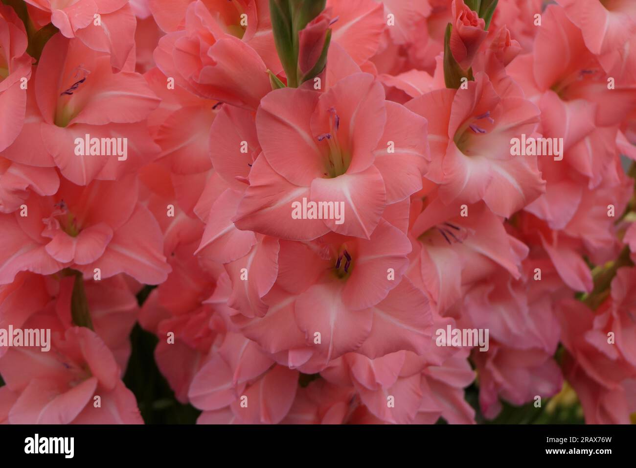 BBC Gardens Birmingham UK 2023, Stockfoto