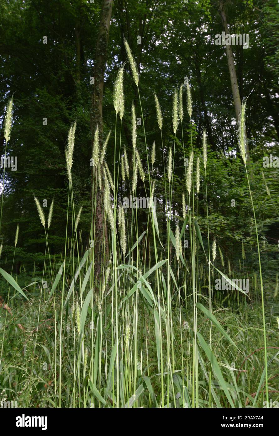 Holzgerste - Hordelymus europaeus Stockfoto