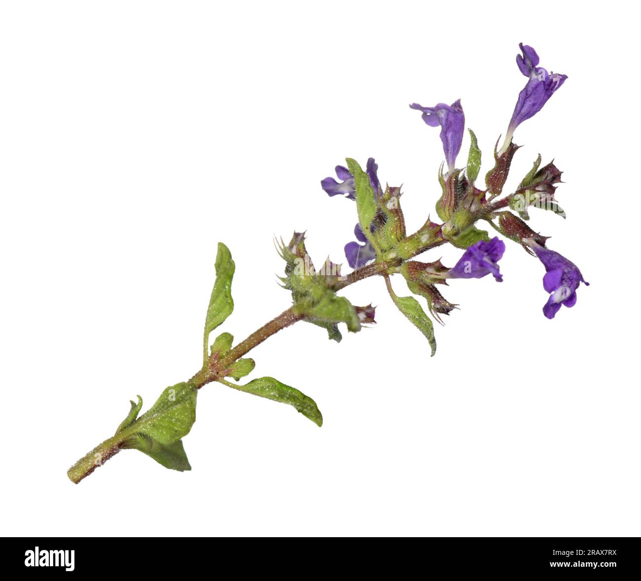 Basilikum-Thymian - Clinopodium acinos Stockfoto