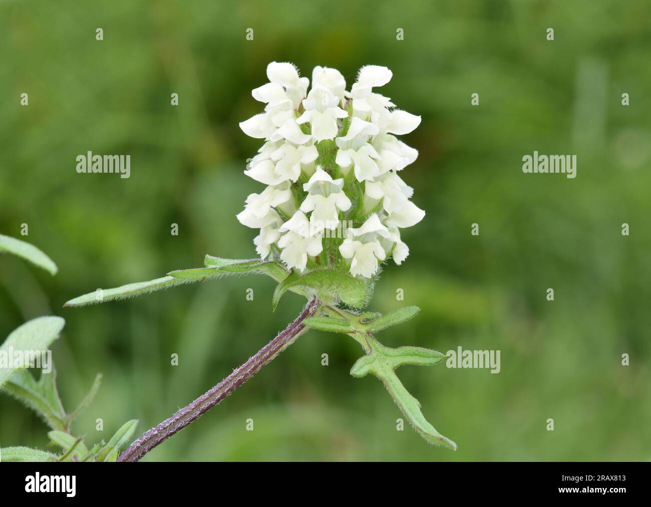 Cut-Leaf Selfheal - Prunella laciniata Stockfoto