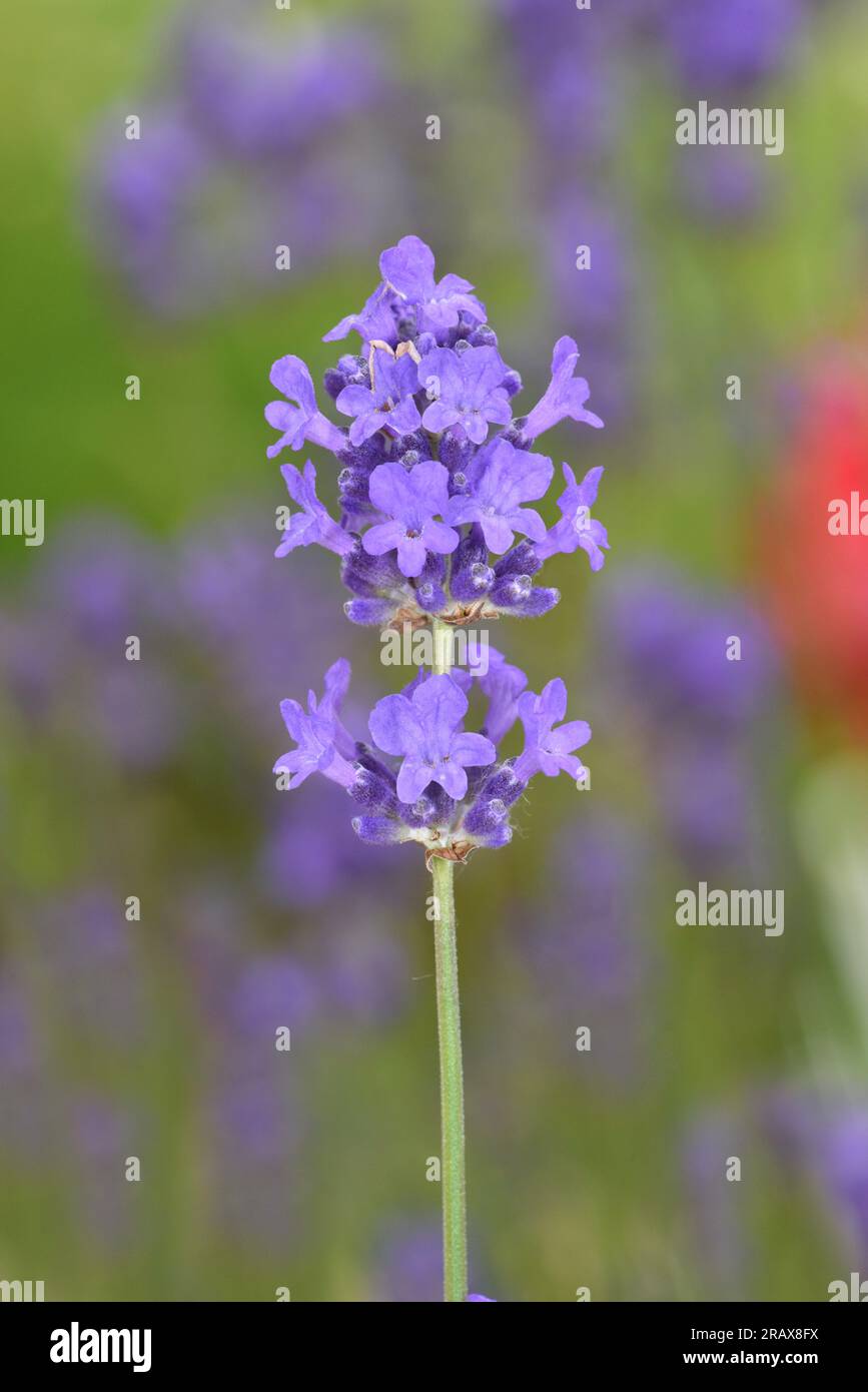Lavendel - Lavandula angustifolia Stockfoto