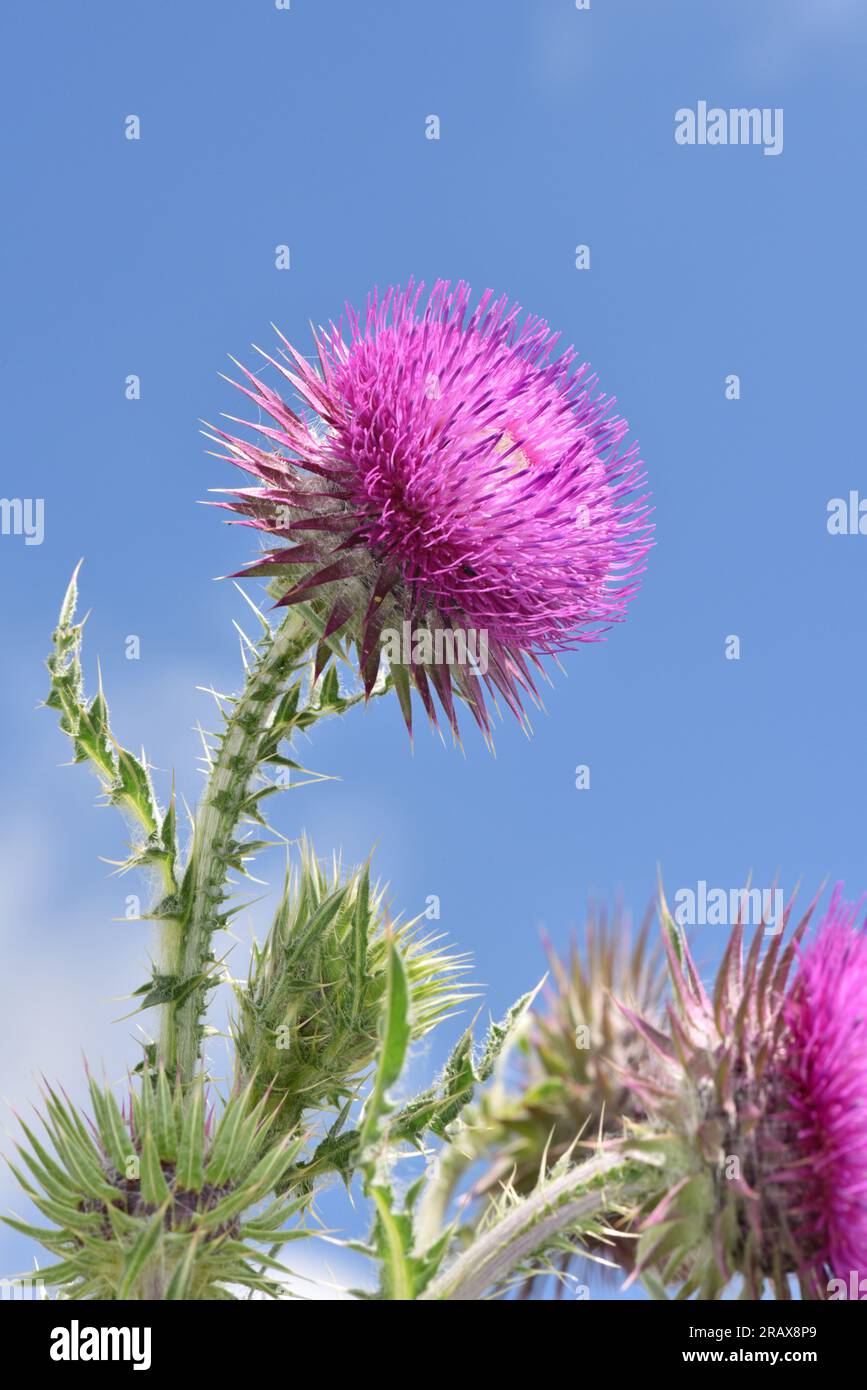 Nicken Distel - Carduus nutans Stockfoto