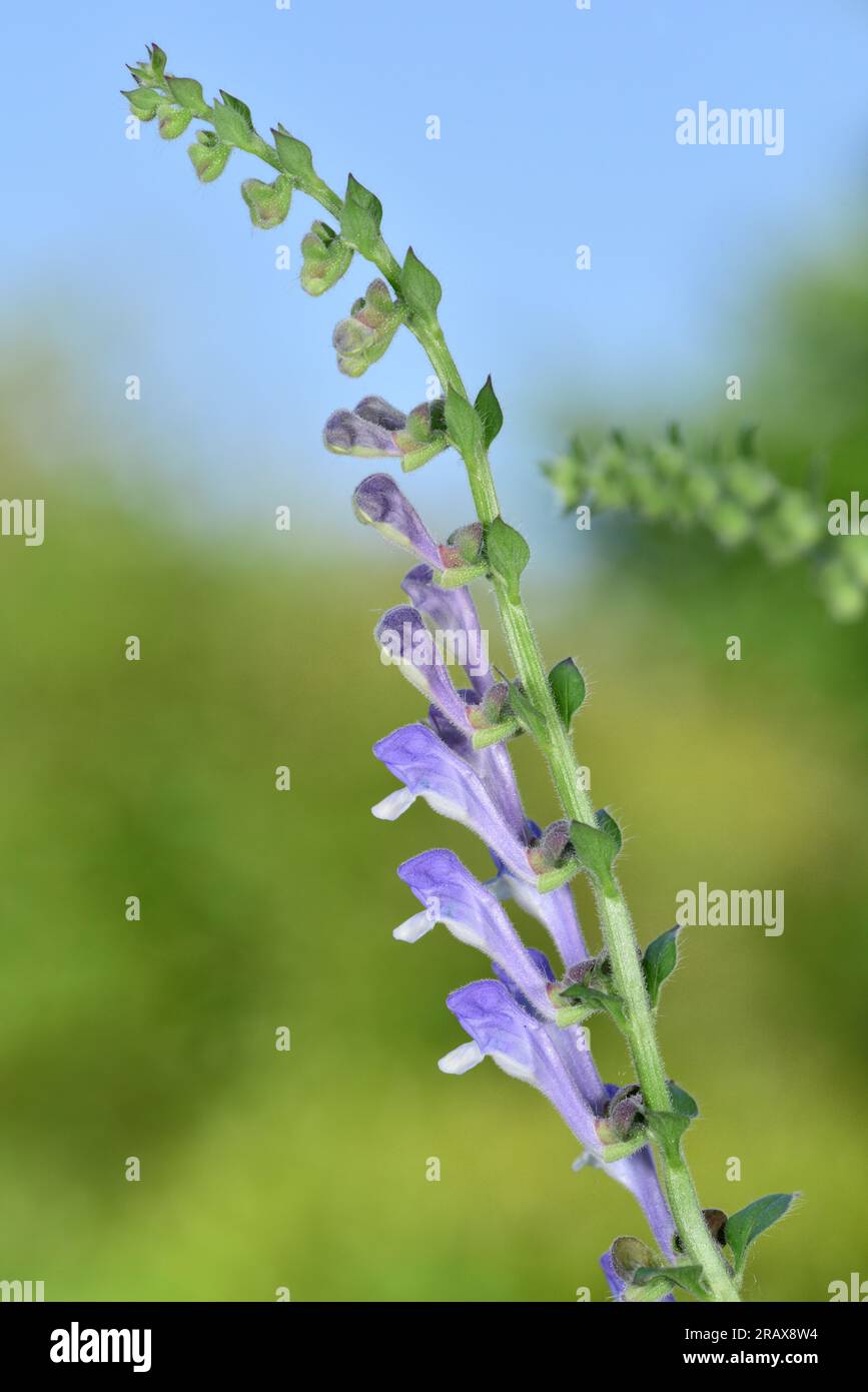 Somerset Skullcap - Scutellaria altissima Stockfoto