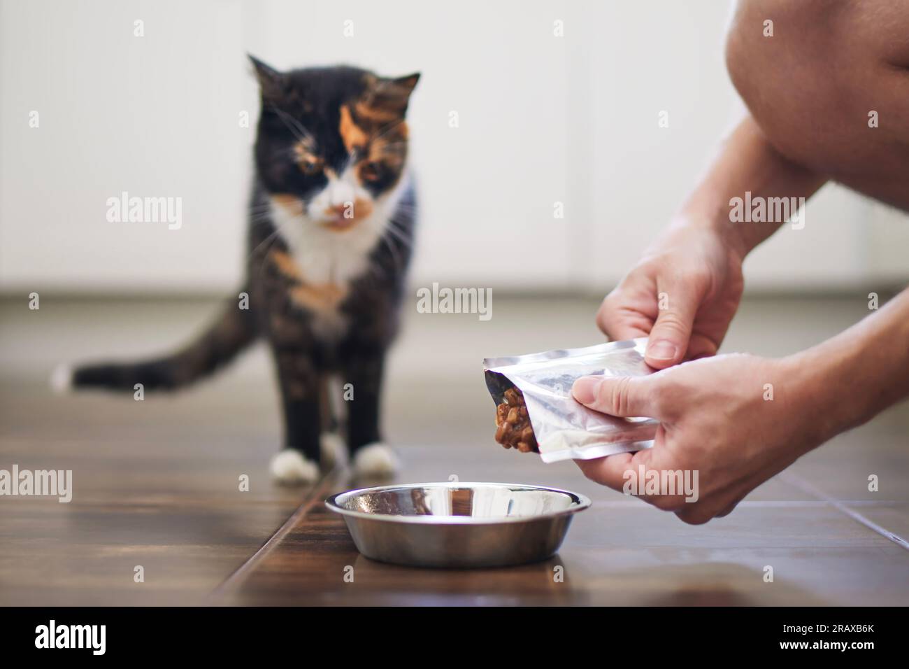 Haustier. Nahaufnahme der Hände eines Menschen, während er seine hungrige Tabby-Katze zu Hause füttert. Stockfoto