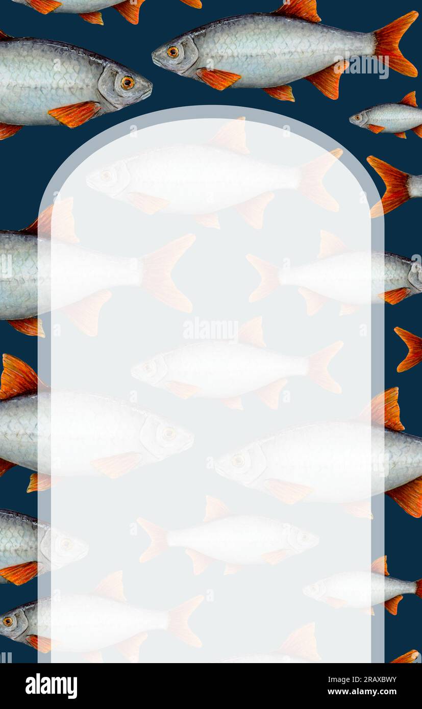 Aquarell gezeichneter Rahmen von Fischen mit roten Flossen auf schwarzem Hintergrund, lichtdurchlässiger Bogen in der Mitte. Handgezeichnet für Bilderrahmen, Logo, Symbol Stockfoto