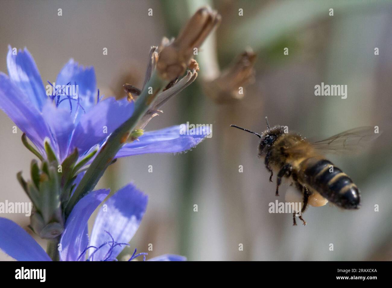 APIs Mellifera (Europäische Honigbiene) im Flug, der sich der Blume der Zichorienpflanze nähert Stockfoto