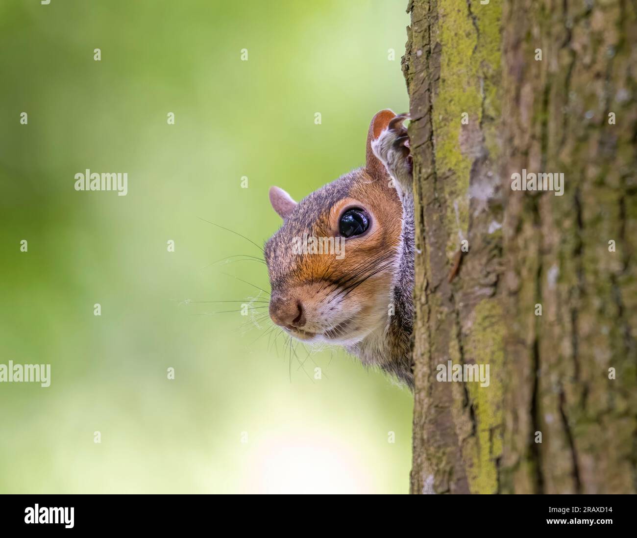 Ein süßes graues Eichhörnchen (Sciurus carolinensis), das hinter einem Baumstamm hervorragt Stockfoto