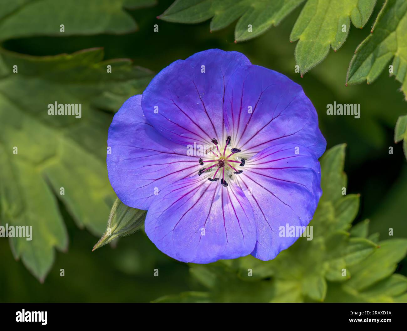 Die einsame Blume eines lila wilden Geraniums, auch bekannt als der Purple Cranesbill Stockfoto