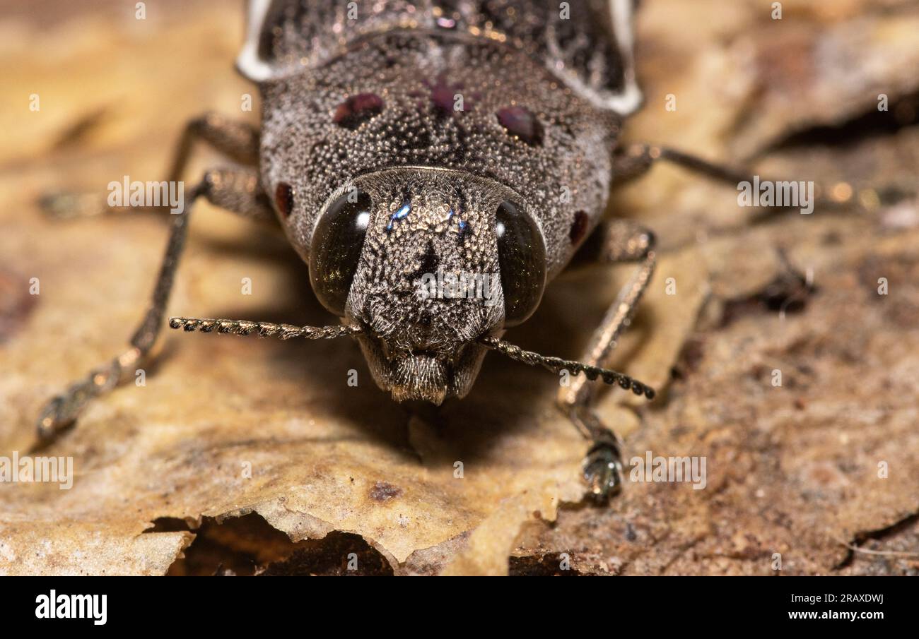 Die großen Augen des Eyed Jewel Beetle verleihen dem Insekt eine ausgezeichnete Rundumsicht. Es ist das größte der Familie Stockfoto