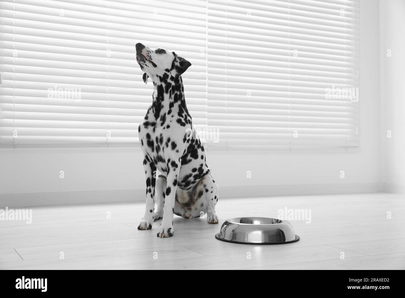 Bezaubernder dalmatinischer Hund und Fütterschüssel drinnen Stockfoto