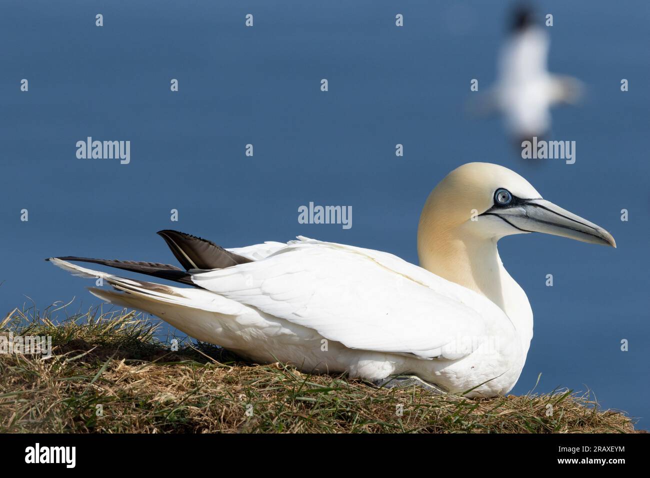 Ein Gannet ruht auf den Klippen von Bempton, einer großen Brutkolonie dieser spektakulären Seevögel. Die Bevölkerung scheint sich zu erholen. Stockfoto