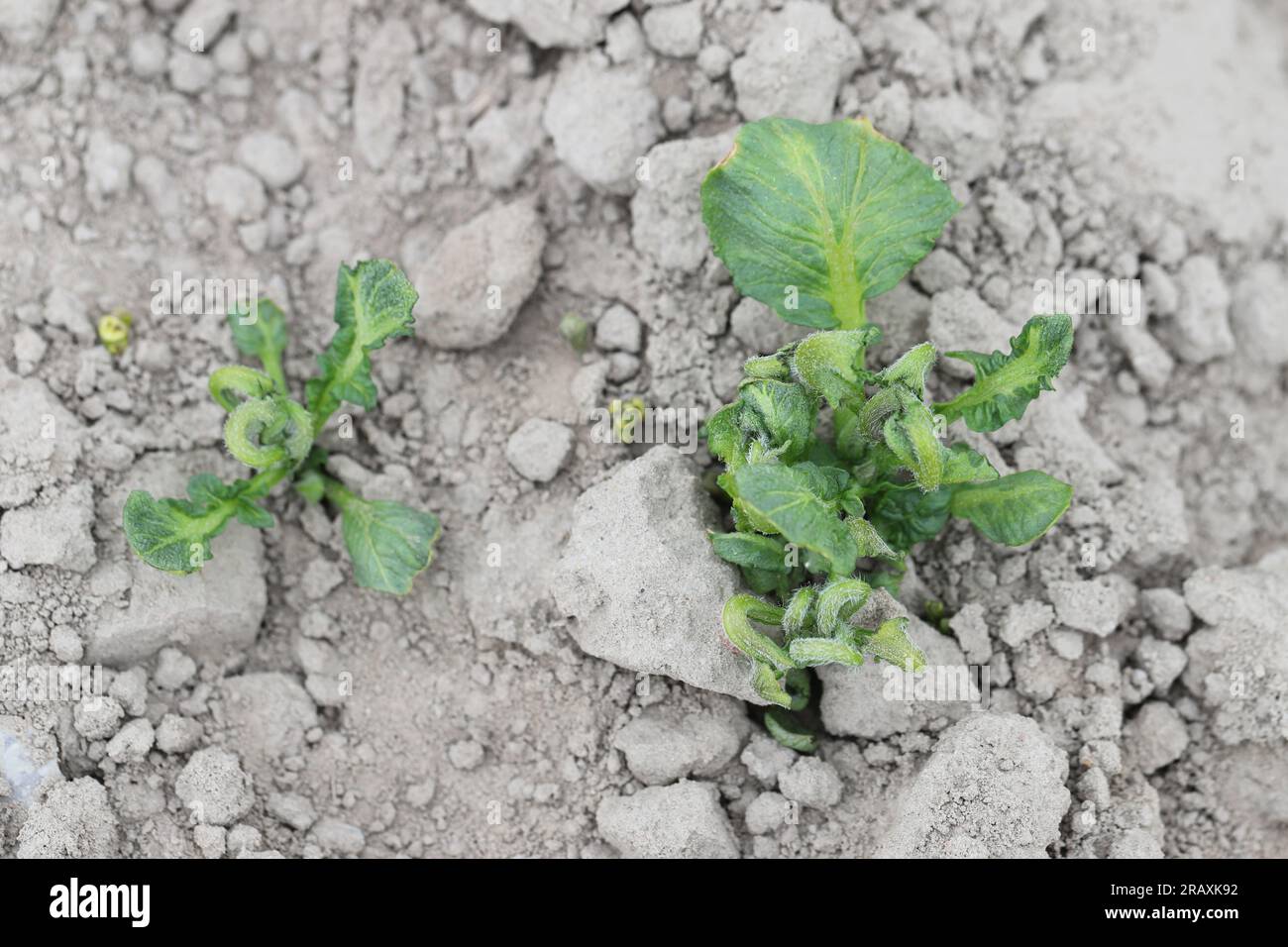 Verformte Kartoffelblätter durch phytotoxische Wirkung des Herbizids. Stockfoto