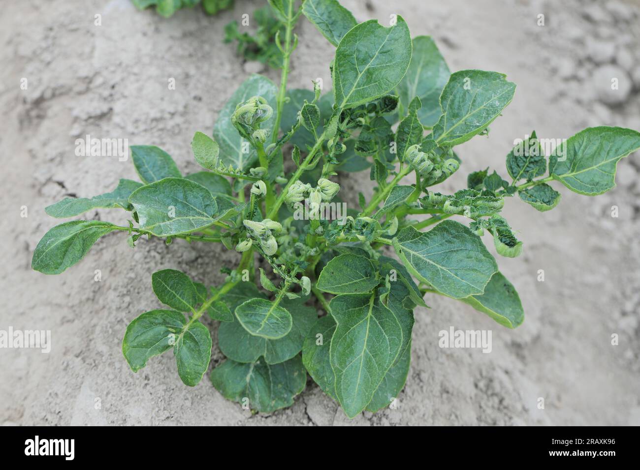 Verformte Kartoffelblätter durch phytotoxische Wirkung des Herbizids. Stockfoto