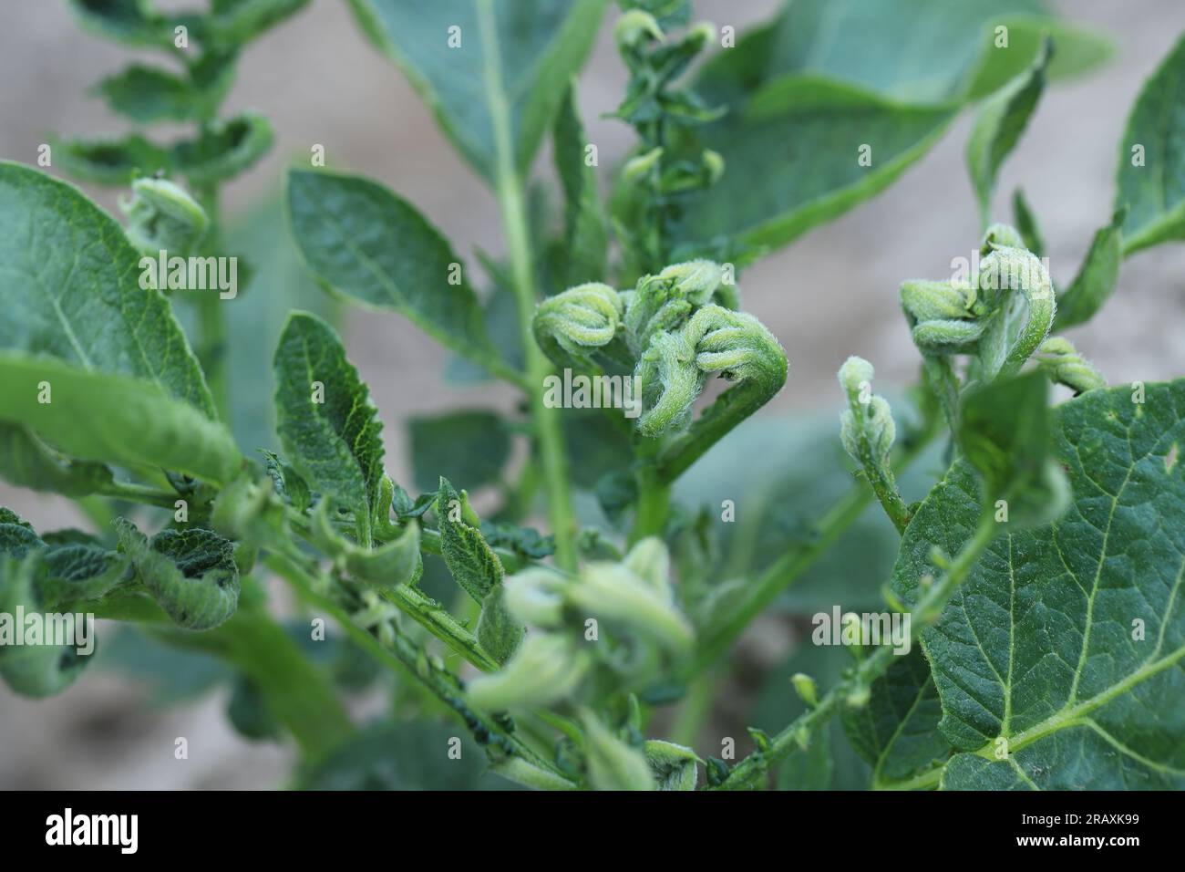 Verformte Kartoffelblätter durch phytotoxische Wirkung des Herbizids. Stockfoto