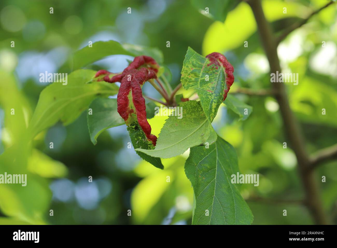 Rote verfärbte Apfelblätter aufgrund von Blattläusen Dysaphis Radicicola Radicola. Schädling von Obstbäumen in Obstgärten und Gärten. Stockfoto
