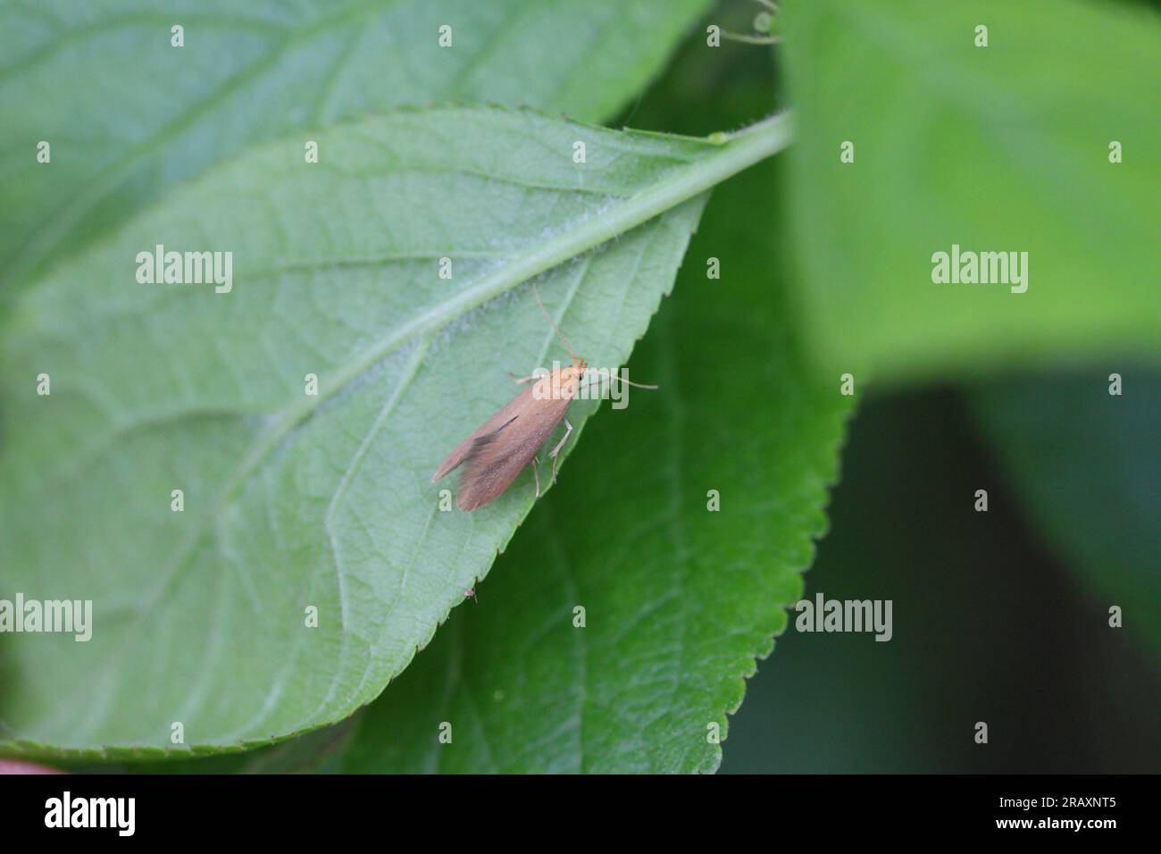 Eine kleine Motte auf einem Apfelblatt im Garten. Stockfoto