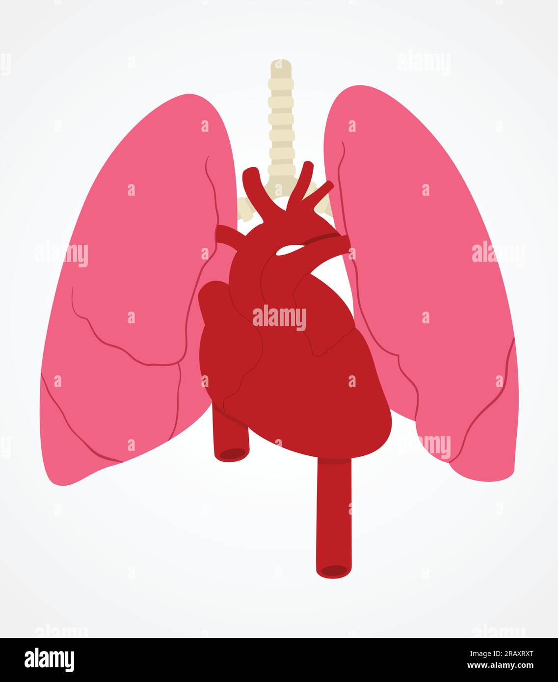 Flache medizinische grafische Darstellung von Lunge und Herz, menschlichen inneren Organen Stock Vektor
