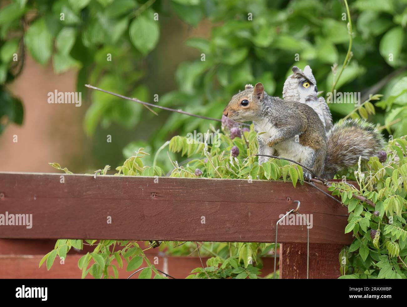 Eichhörnchen im Garten Stockfoto