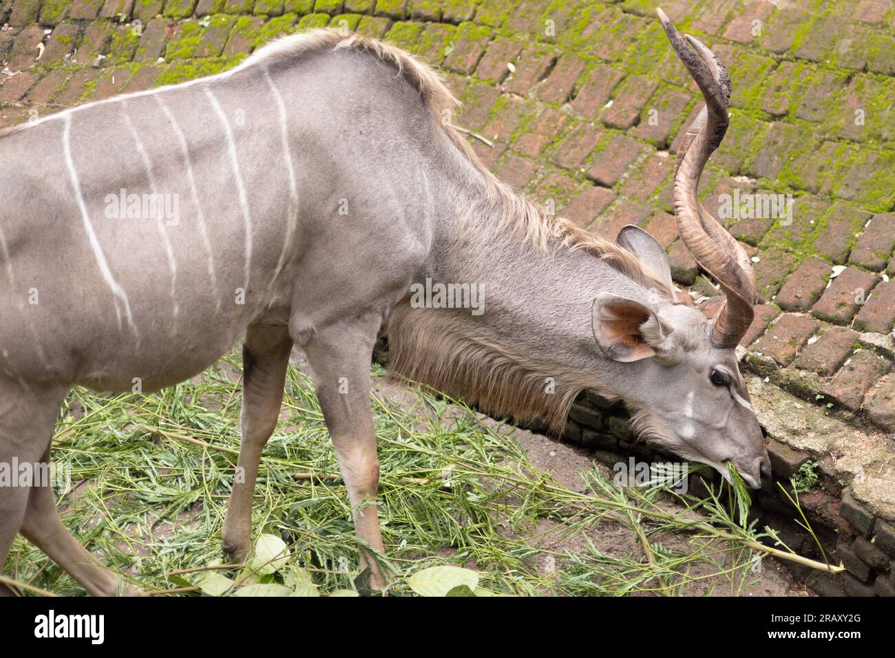 Kudu, Großkudu oder Kodoo, ein prächtiger reifer Kudu-Stier, Seitenansicht, Kudu isst, Landschaftsfotografie, 4K-Hintergrundbild Stockfoto