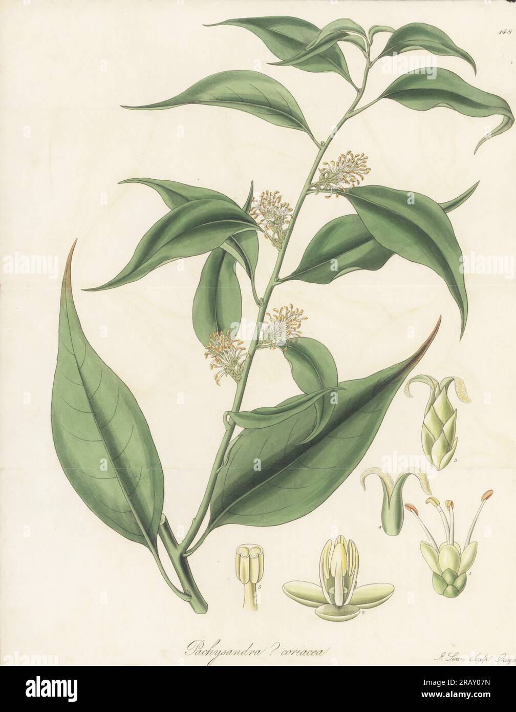 Süßkarton oder Weihnachtskarton, Sarcococca coriacea. Stammt aus Indien, China und Indochina, wurde von Botaniker Dr. Nathaniel Wallich aus Nepal geschickt. Nepaul-Pachysandra, Pachysandra? Coriacea. Handfarbene Kupferplatten-Gravur von Joseph Swan nach einer botanischen Illustration von William Jackson Hooker aus seiner exotischen Flora William Blackwood, Edinburgh, 1823-27. Stockfoto