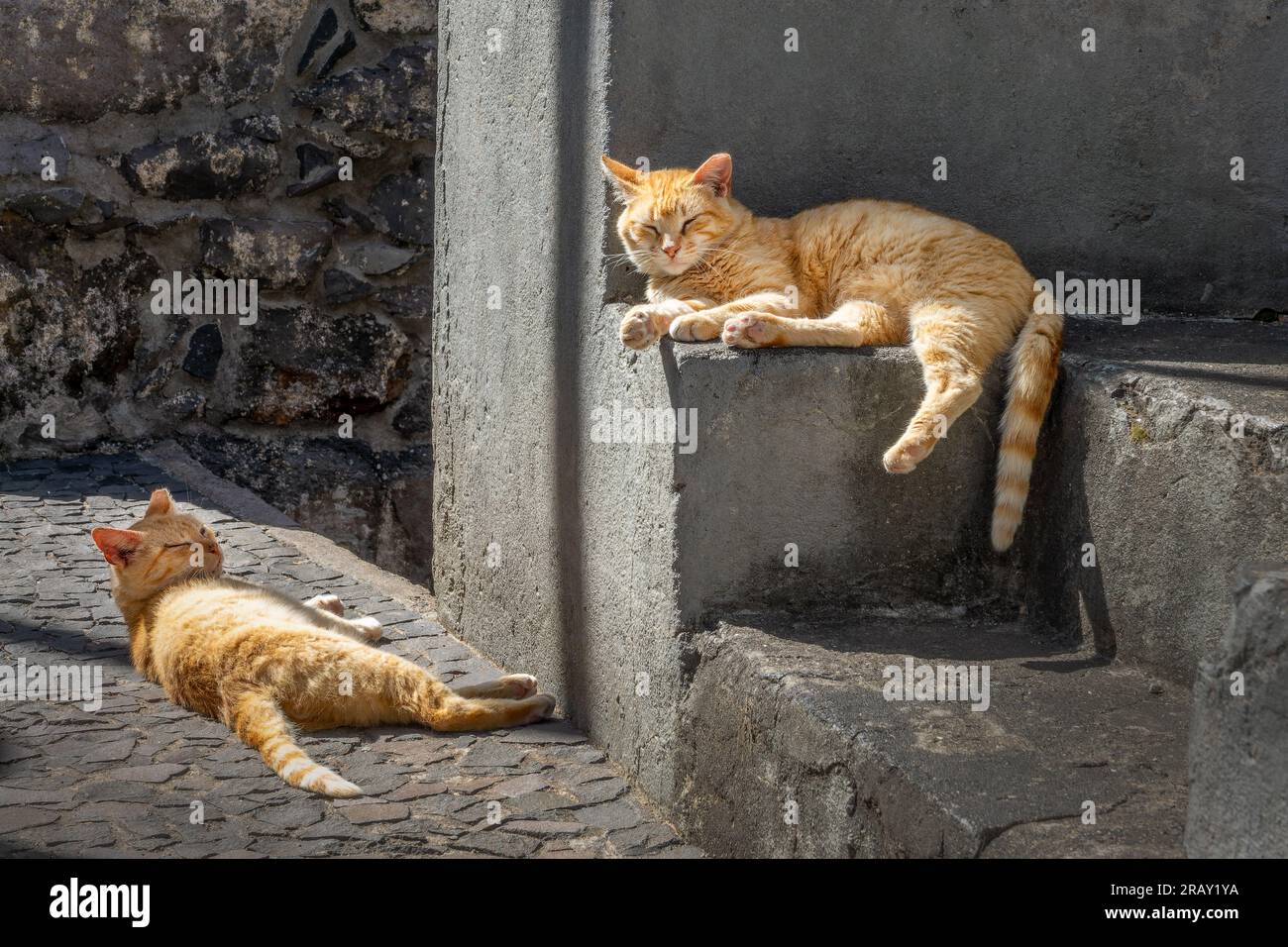 Zwei Ingwerkatzen sonnen sich im Dorf Jardim do Mar auf Madeira, Portugal Stockfoto