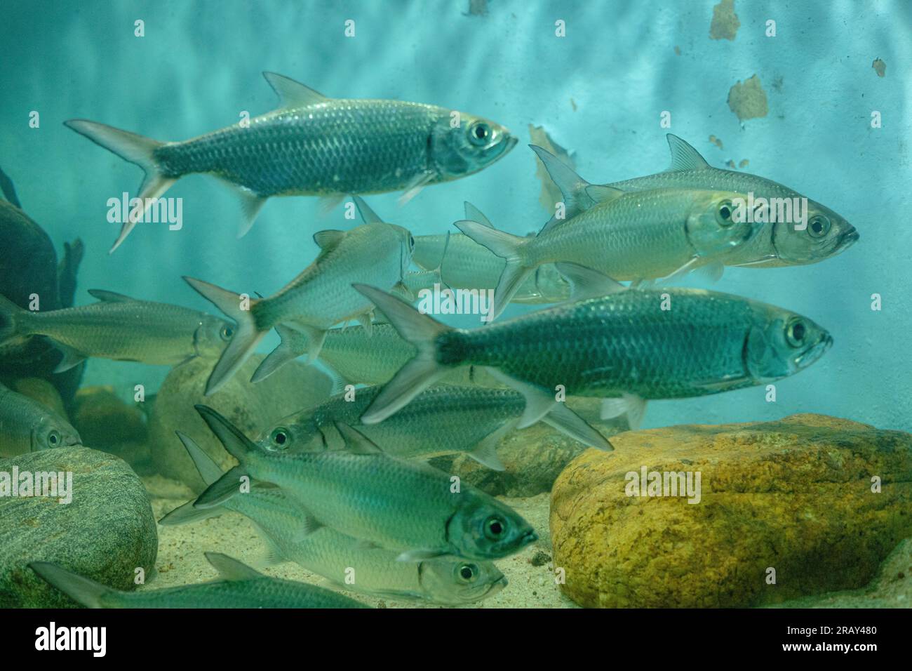 Tarpon, Fisch, Megalops cyprinoides, Tarpon Indo Pacific oder Megalops cyprinoides fischen im Aquarium, 4K-Bild, Landschaftsfotografie, unter Stockfoto
