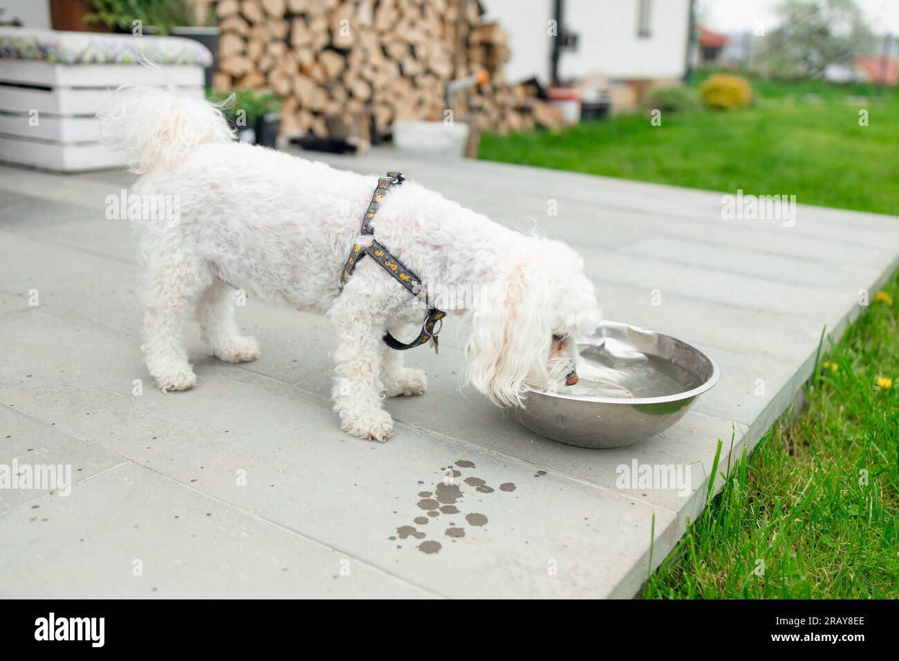 Ein flauschiger maltesischer Hund, der im Garten seines Zuhauses aus seiner Metallschüssel isst Stockfoto