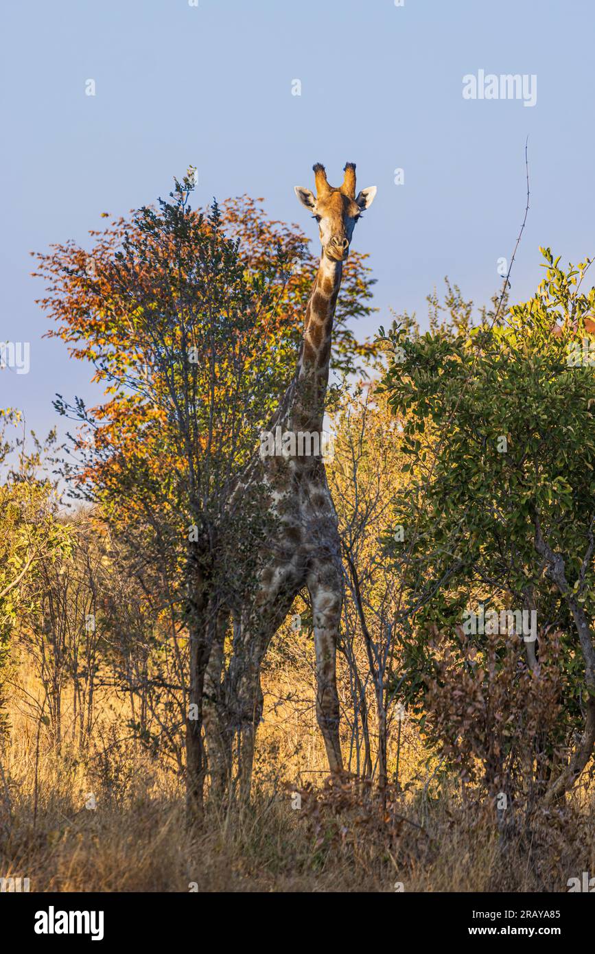 Giraffe, die hinter einem Baum in der Sonne steht Stockfoto