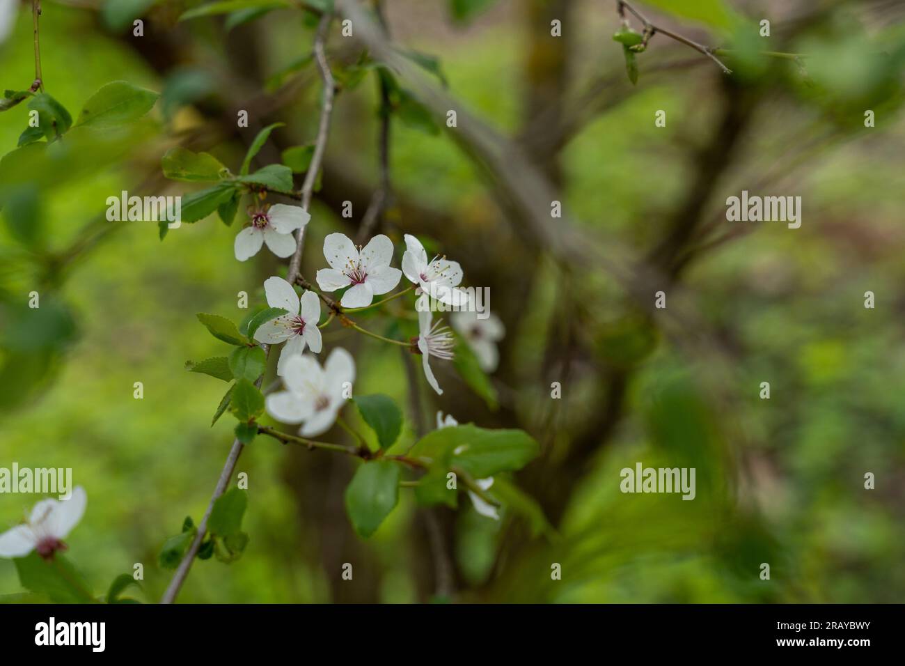 Die Blüten der weißen Kirschpflaume (Prunus cerasifera) Stockfoto