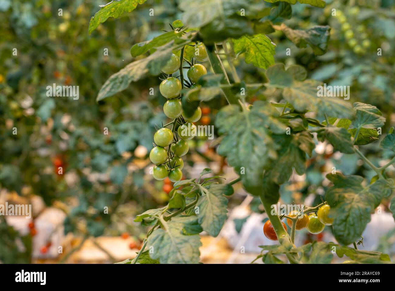 Ein Haufen grüne, unreife Kirschtomaten Stockfoto