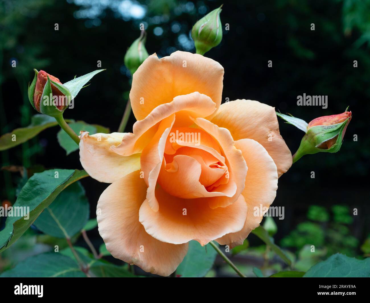 Elegante Aprikosen-Orangenblüte der kompakten Hybrid-Teerose „Just Joey“ Stockfoto