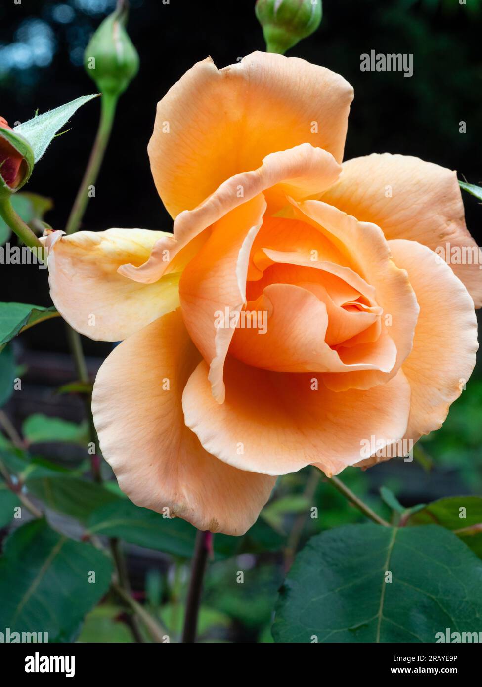 Elegante Aprikosen-Orangenblüte der kompakten Hybrid-Teerose „Just Joey“ Stockfoto