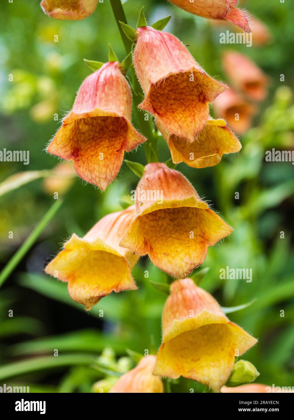 Die Blüten des lang blühenden, sterilen Foxhandschuhs-Hybrids Digitalis „Walberton's Goldcrest“ Stockfoto