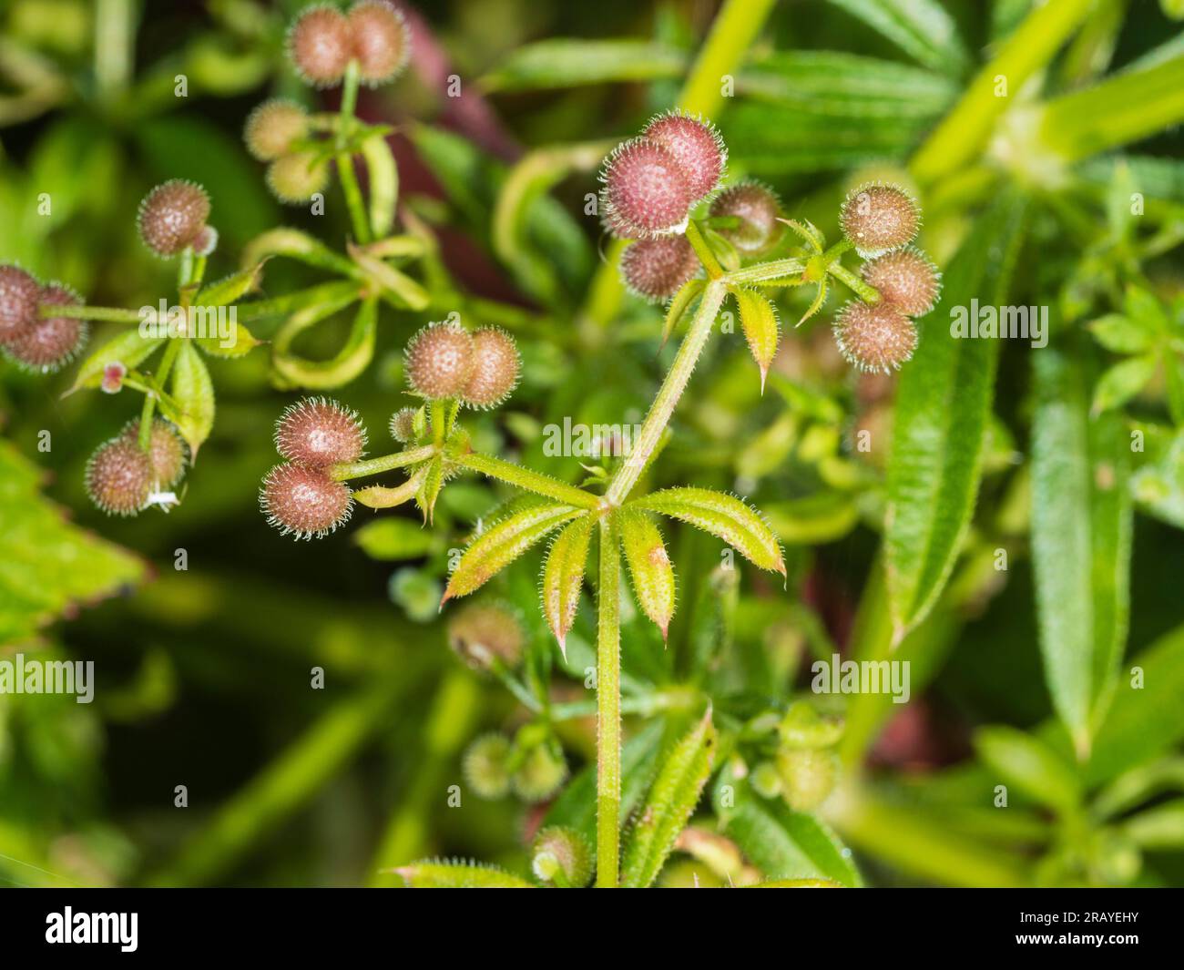 Stachelmuscheln kleben an Kleidung oder Tierfell, um die Ausbreitung von Galium-Aprinin, Spaltprodukten und jährlichem Unkraut zu ermöglichen Stockfoto