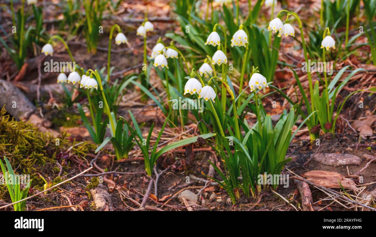 Nahaufnahme der blühenden Sommerschneeflocke. Kleine Blume mit weißen Blüten im Garten Stockfoto