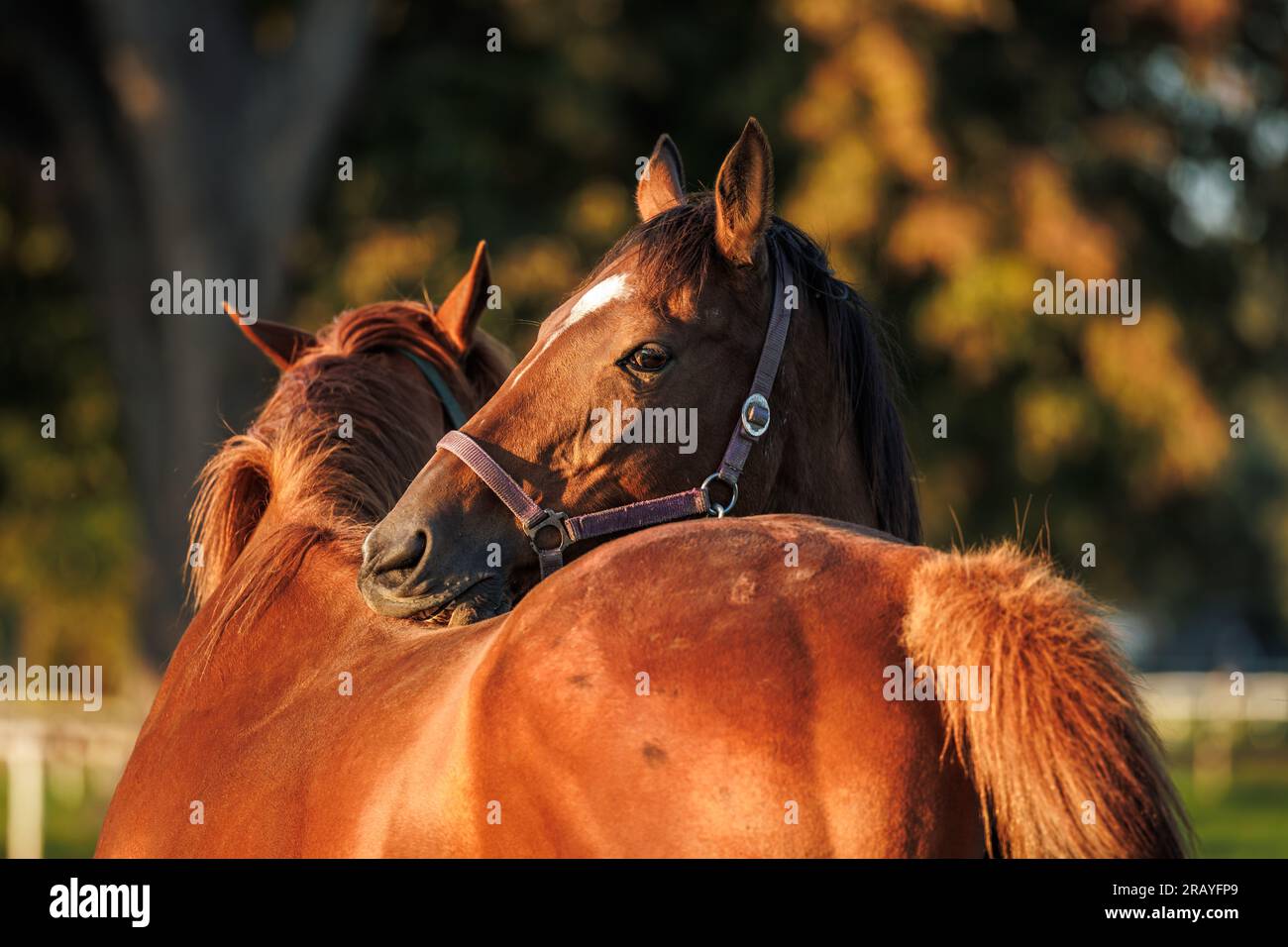 Zwei Pferde pflegen, beißen und kratzen sich gegenseitig auf der Weide. Tierverhalten Stockfoto