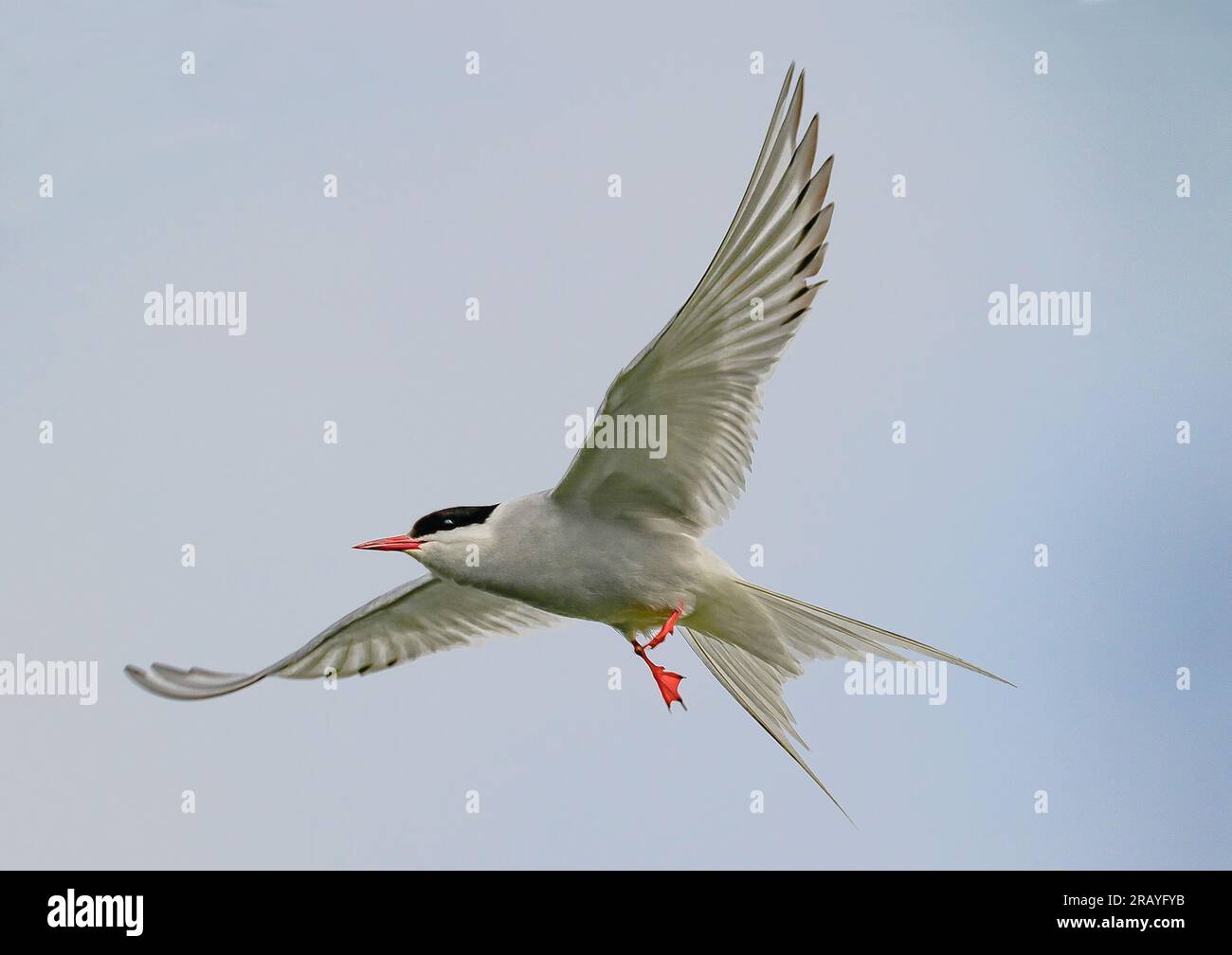Küstenseeschwalbe Stockfoto