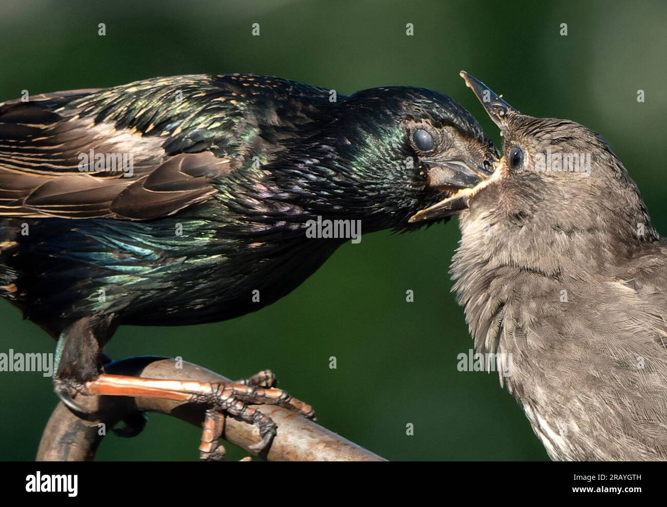 Erwachsene Vögel füttern die Jungen Stockfoto