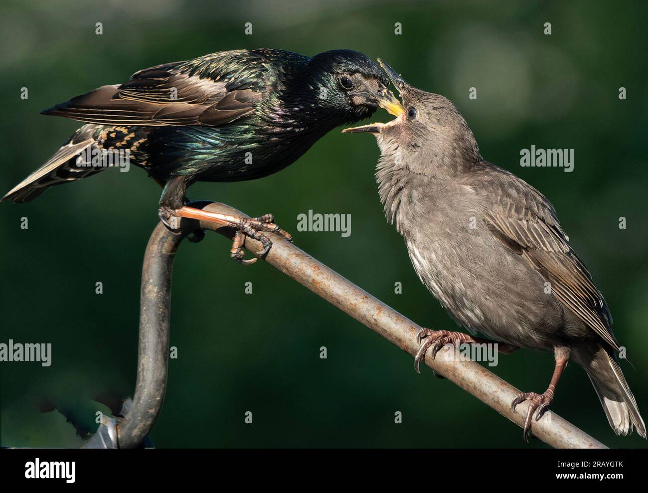 Erwachsene Vögel füttern die Jungen Stockfoto