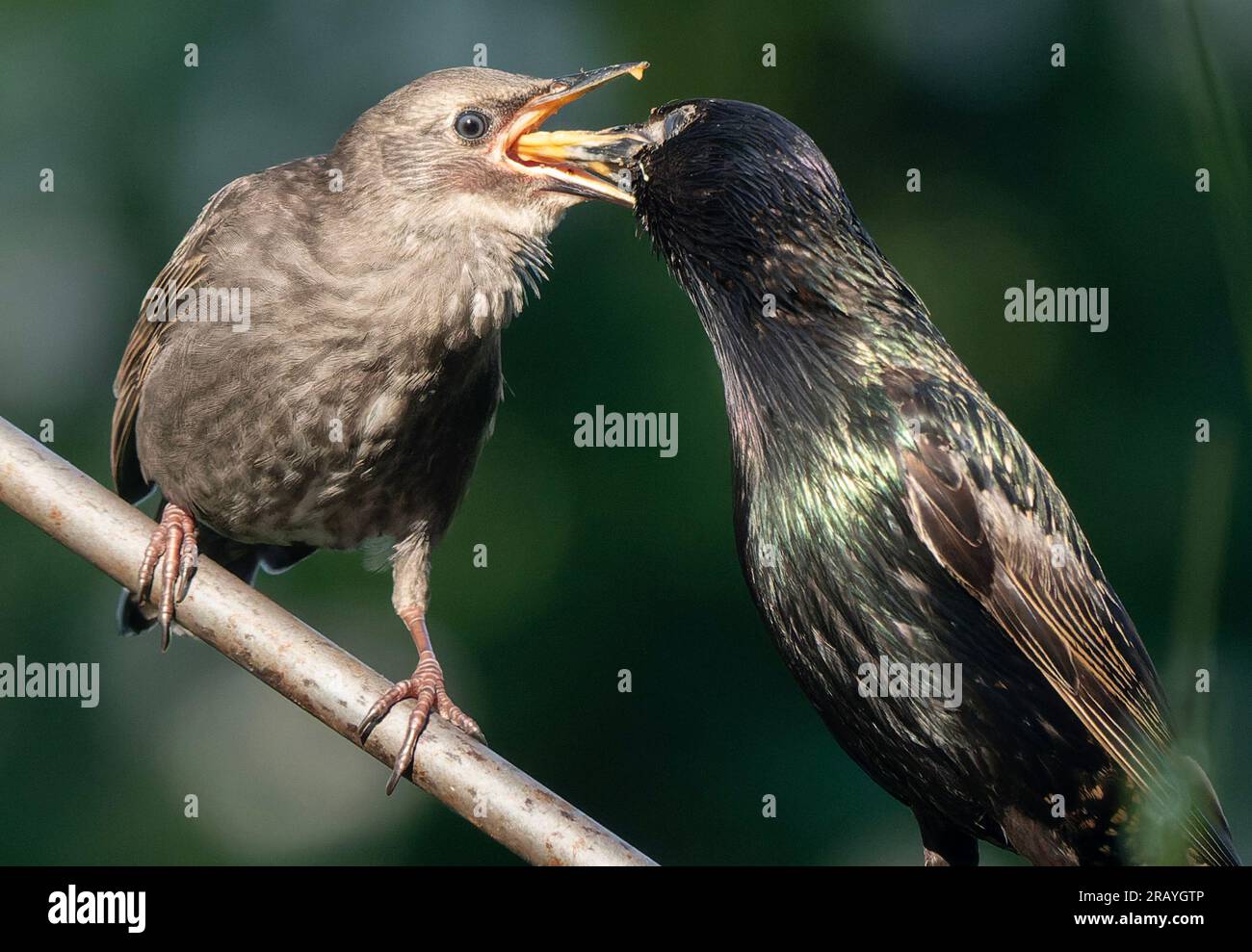 Erwachsene Vögel füttern die Jungen Stockfoto