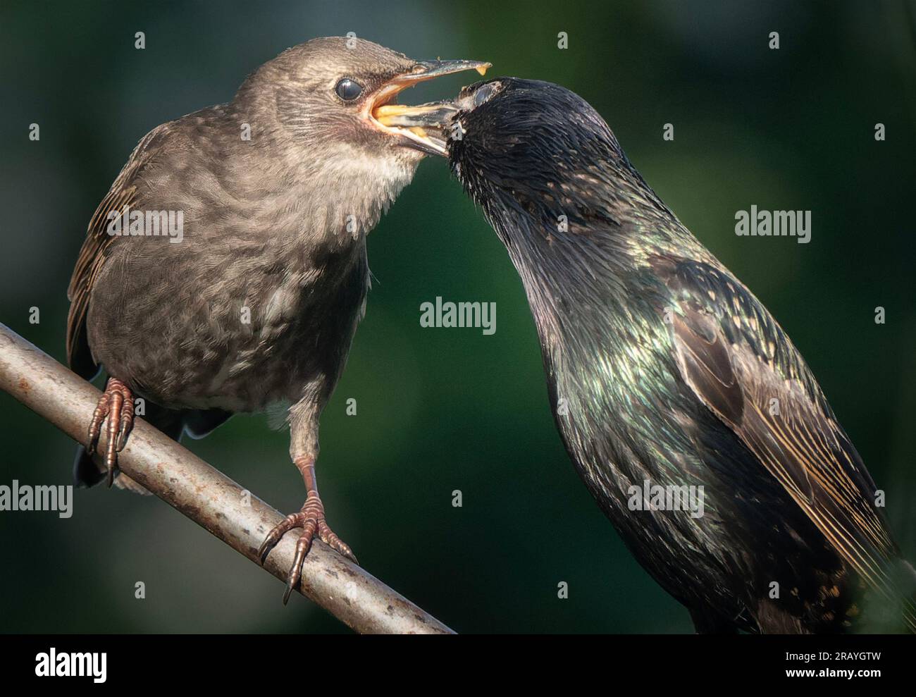 Erwachsene Vögel füttern die Jungen Stockfoto