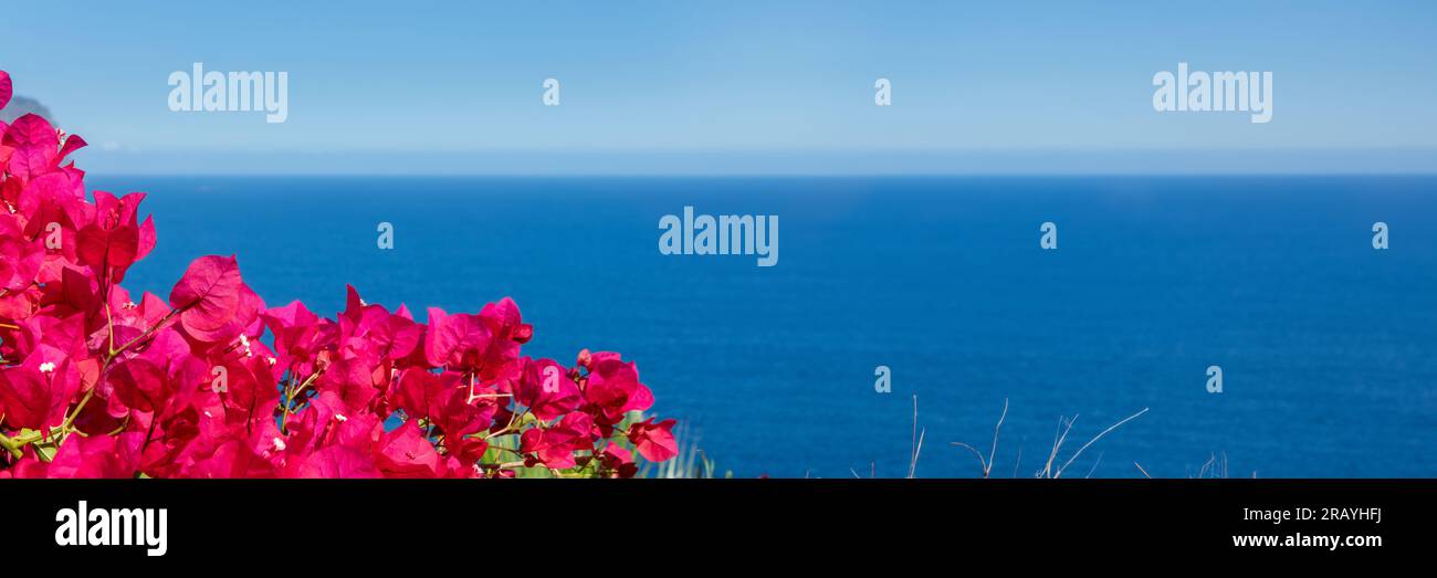 Bougainvillea-Blumen und Panorama-Ozeanhintergrund mit Copyspace Stockfoto