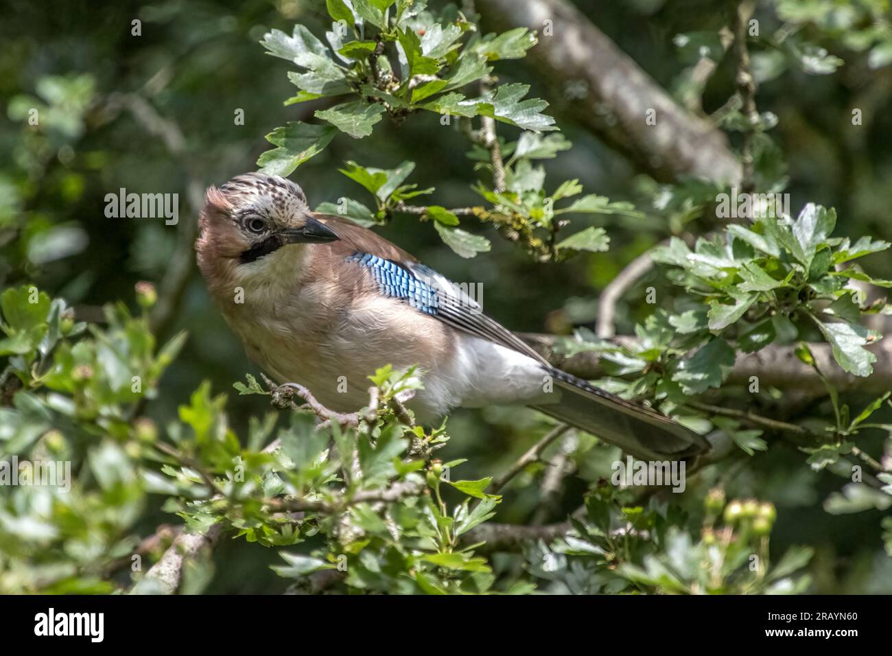 Eurasian Jay, ein krählenartiger Vogel, der neugierig aussieht, hoch oben im Baum Stockfoto