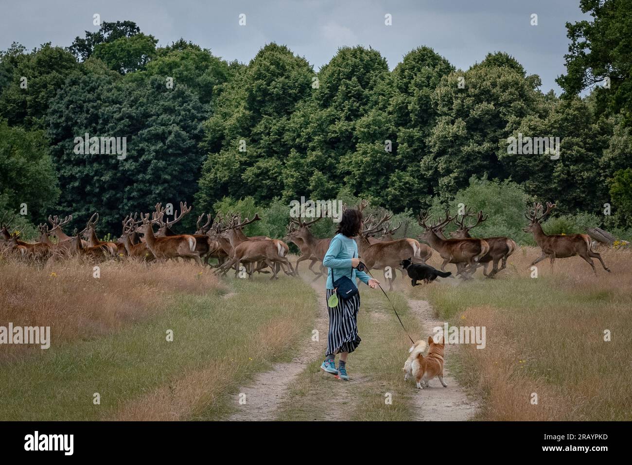 Richmond Park, London, Großbritannien. 2. Juli 2023. Im Richmond Park ist ein frei herumlaufender Hund zu sehen, der eine Herde von über 30 Hirschen mit einer Rehe belastet. Die Polizei hat die Öffentlichkeit gewarnt, dass Hunde und Hirsche bei diesen Verfolgungsjagden schwer verletzt und manchmal getötet wurden, da das fliehende Hirsch eine Gefahr für alle darstellt. Beamte haben der Öffentlichkeit gesagt, dass Hunde in der Nähe von Rehen und anderen Tieren im Park auf Blei gehalten werden müssen. Kredit: Guy Corbishley/Alamy Live News Stockfoto