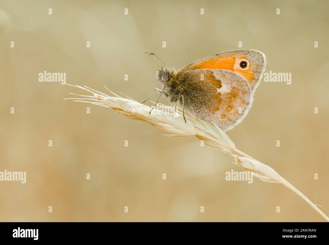 Kleine Heide, coenonympha pamphilus, Schmetterling, der auf einem Graskopf ruht. New Forest UK Stockfoto Kleine Heide, coenonympha pamphilus, Schmetterling, der auf einem Graskopf ruht. New Forest UK Stockfoto