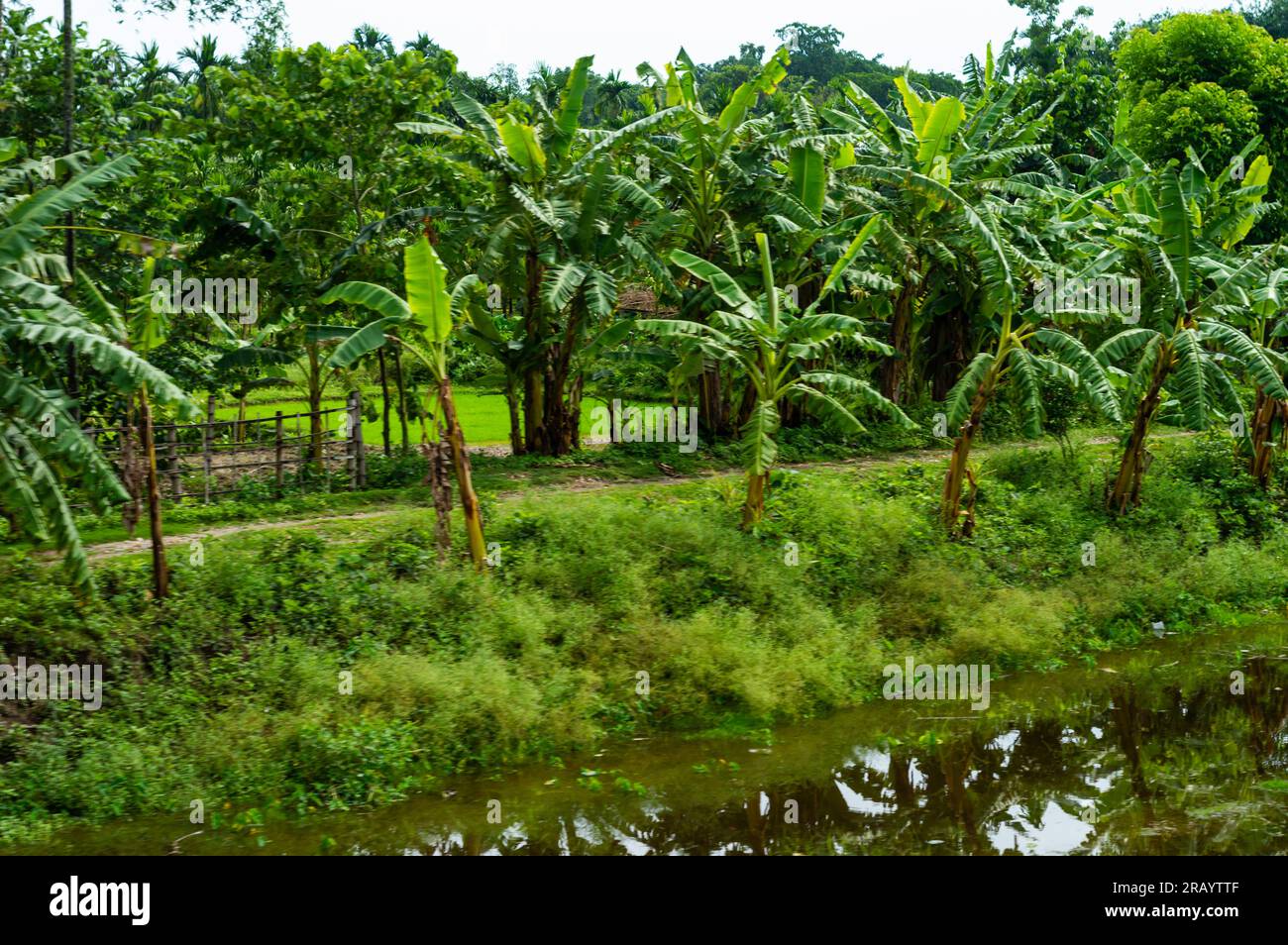 Bananenbäume am Rande einer Dorfstraße. Ländliche Indische Landschaft. Westbengalen Indien Südasiatisch-Pazifischer Raum Stockfoto